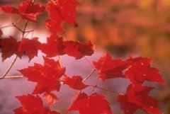 营销会计岗位职责