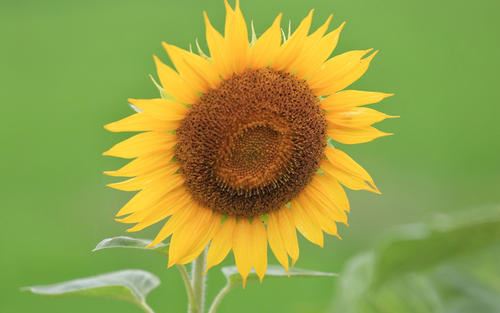 总图专业负责人岗位职责