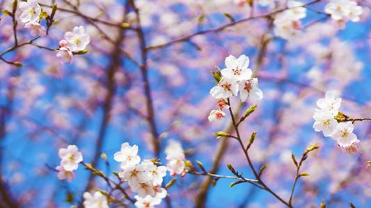 景观方案主创设计师岗位职责