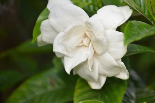 自动变速箱岗位职责