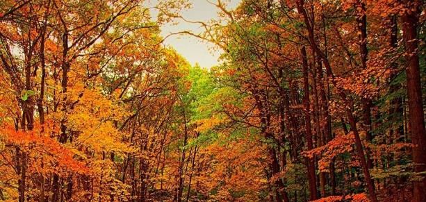 网络主播岗位职责