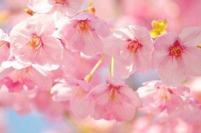 安全秩序主管岗位职责