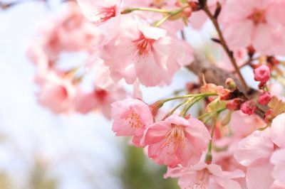 集团总工程师岗位职责