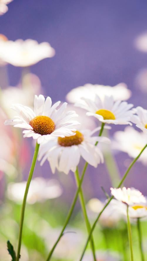 早教课程岗位职责