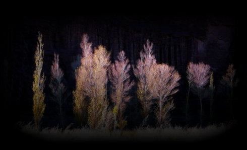 种畜禽科岗位职责