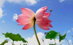 营销部客户服务岗位职责