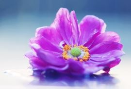 医疗运营专员岗位职责