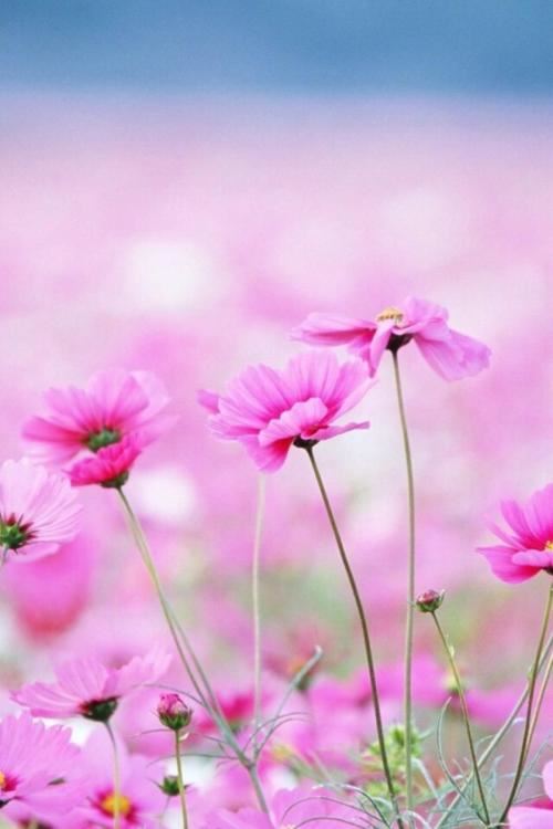 招聘作文老师岗位职责