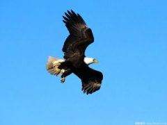 中间件岗位职责