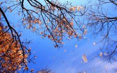 中药材采购员岗位职责