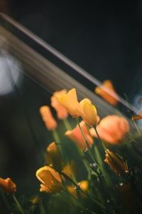 招标项目专员岗位职责