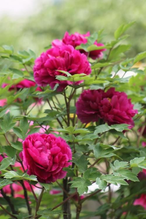 撰稿员岗位职责