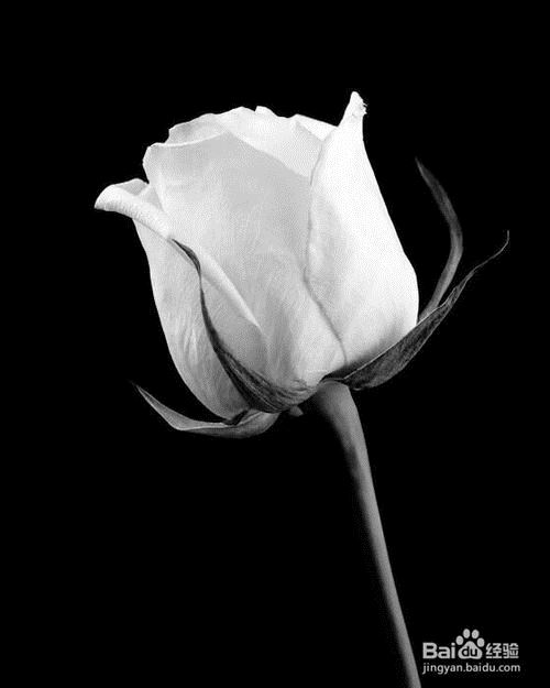 资本运作专员岗位职责