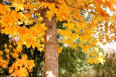 文案撰写主管岗位职责