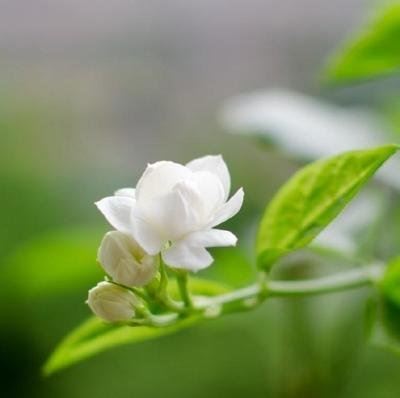 肿瘤科医师岗位职责