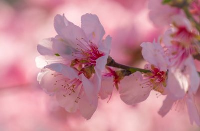 在线客服-K岗位职责