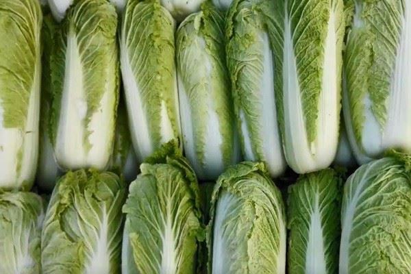 食品研究员岗位职责