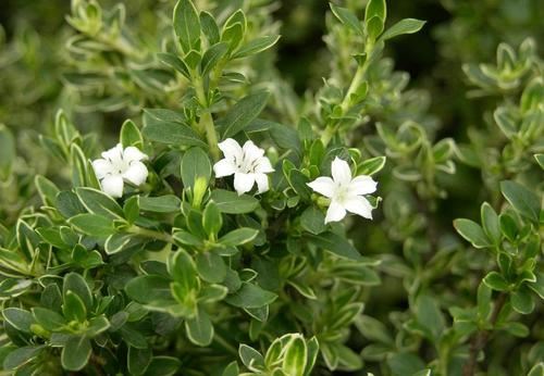 物业秩序维护员岗位职责