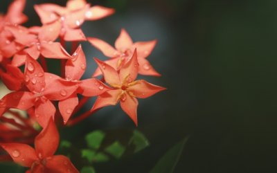 中医科医生岗位职责