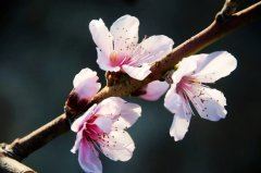 整合营销顾问岗位职责