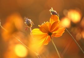 资深展览设计师岗位职责