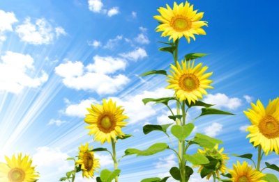 运营管理策划岗位职责