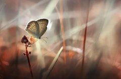 助理员岗位职责