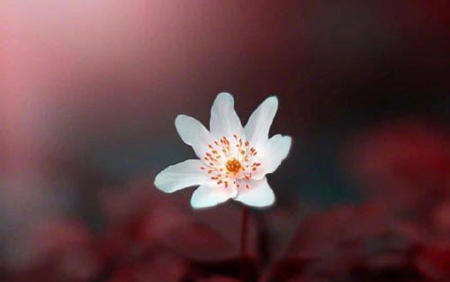 法务执业律师岗位职责