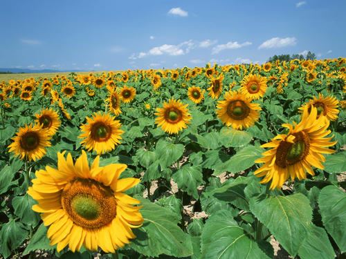 增值业务经理岗位职责