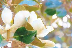 知识产权保护岗位职责