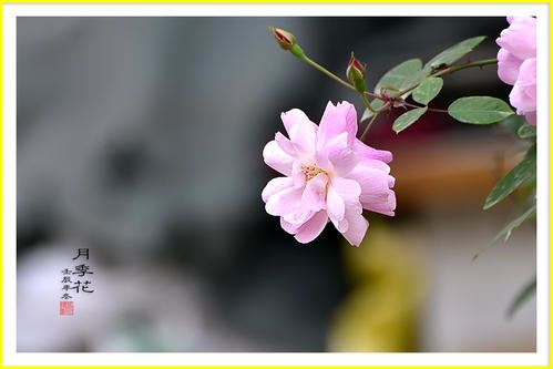 中药材检验岗位职责