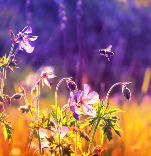 资本运作总经理岗位职责