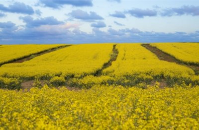 网络直播岗位职责