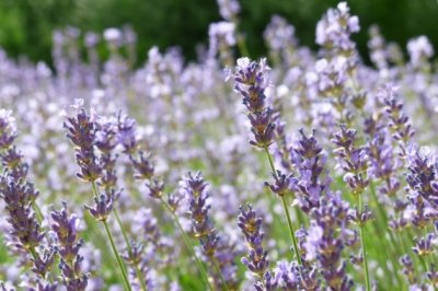 广告植入岗位职责