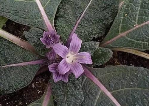 中文网站编辑岗位职责