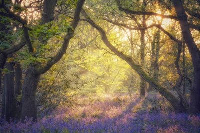 直播室分析师岗位职责