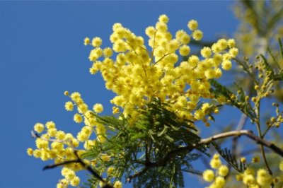 组培技术员岗位职责