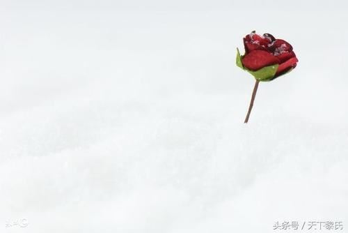 园区保安岗位职责